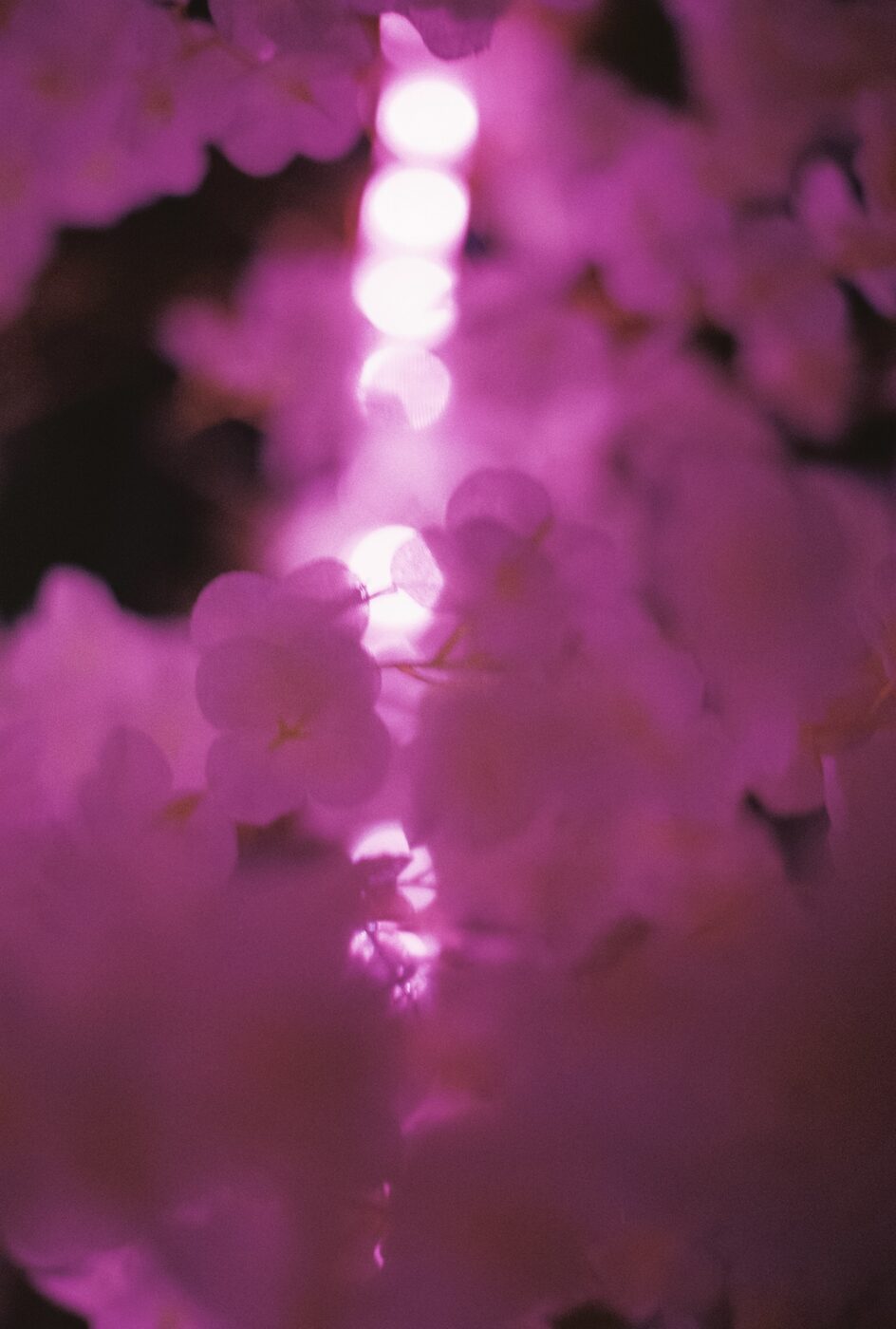 光を受けて輝くピンクの花